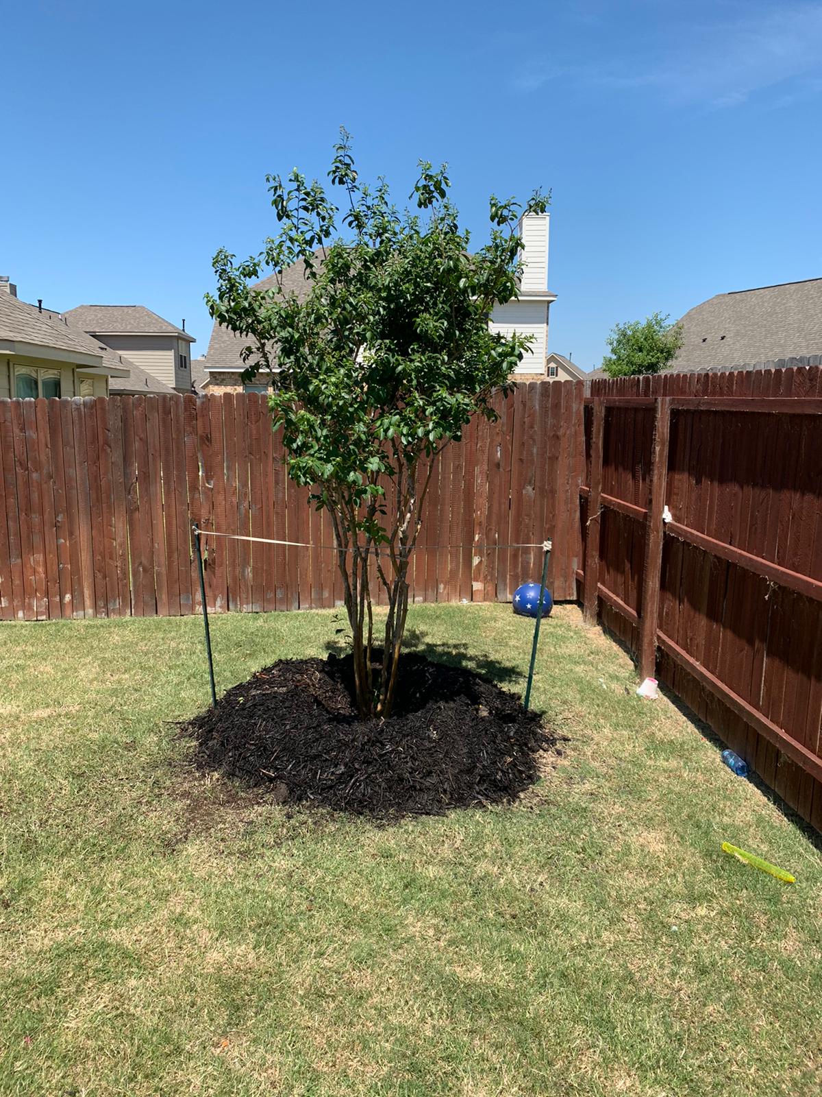 crepe myrtle 30 gallons