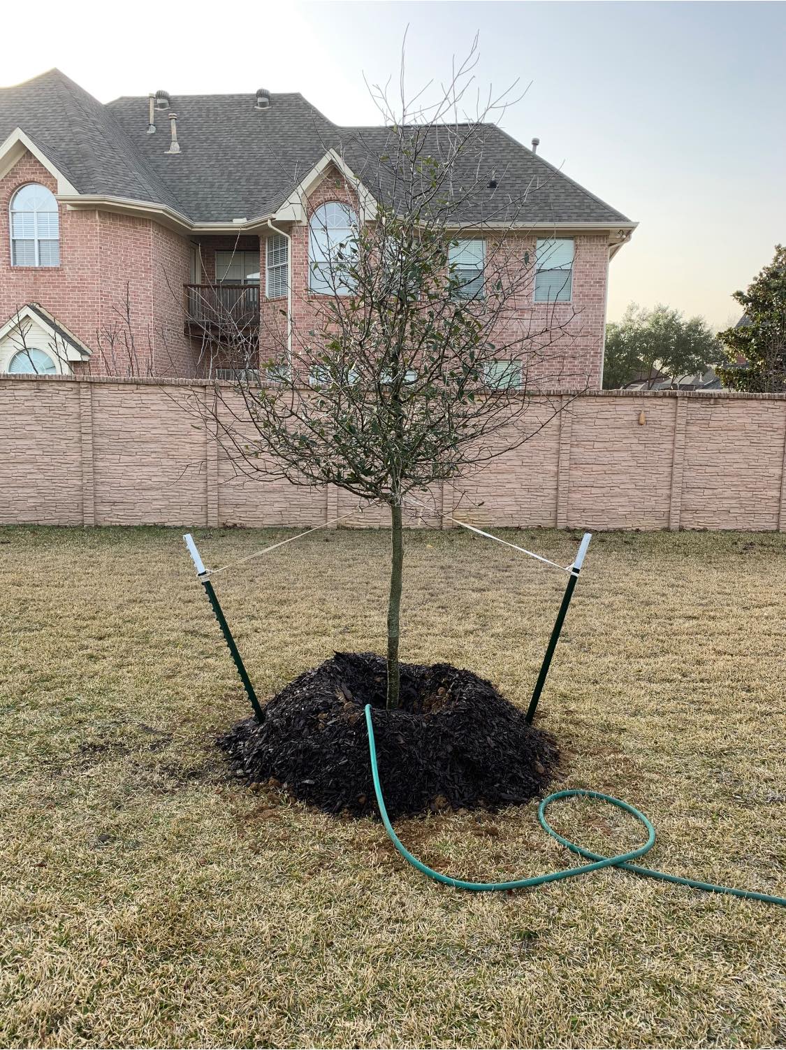 live oak 45 gallons