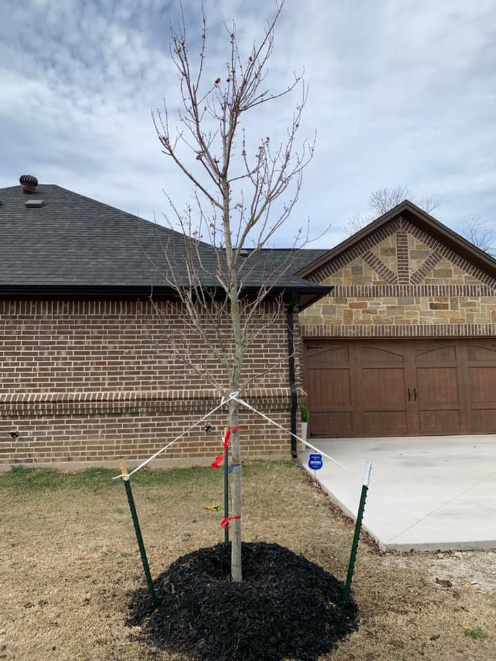 red maple 45 gallons