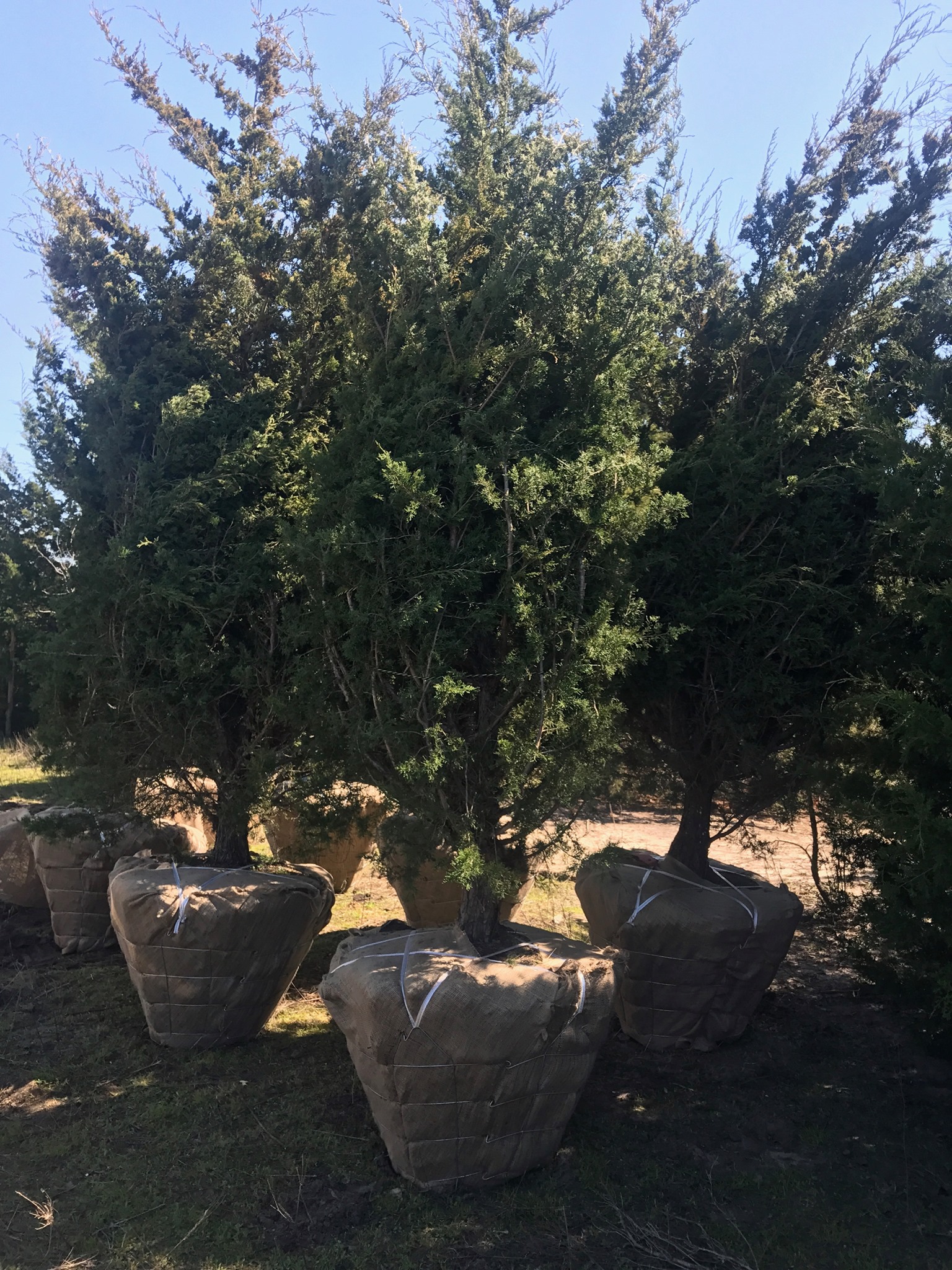 eastern red cedars multiple delivery 12ft tall